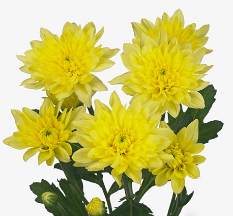 Salmon Yellow Spray Chrysanthemum
