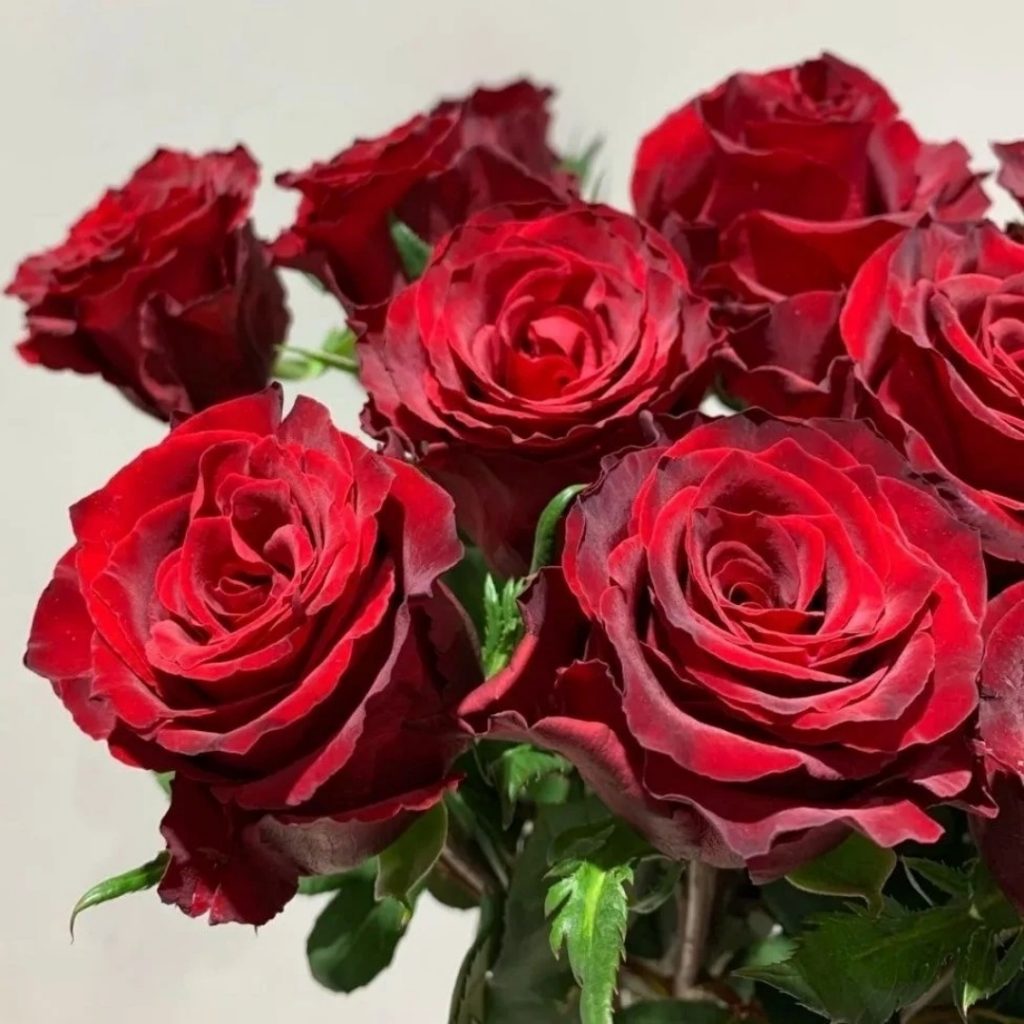 Highland red-black red