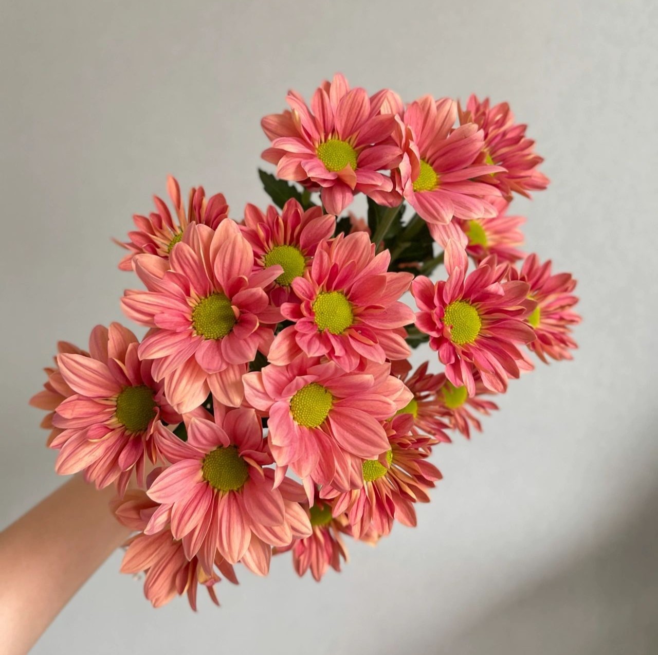 Salmon Pink Spray Chrysanthemum