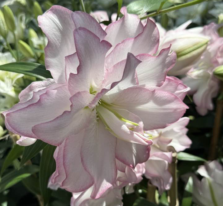 Pink lily- Multi heads