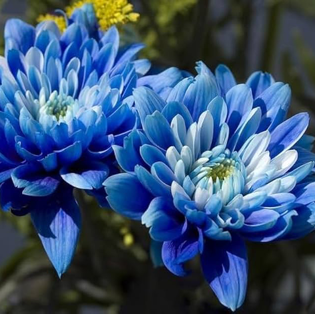 Dyed Blue Disbud Chrysanthemum