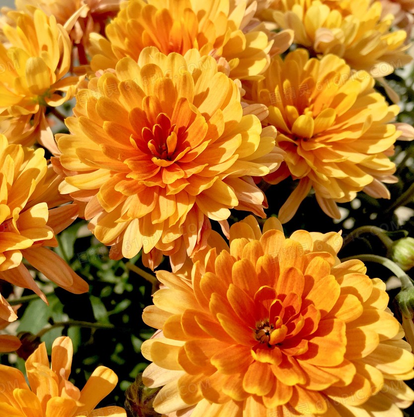 Dyed Orange Disbud Chrysanthemum