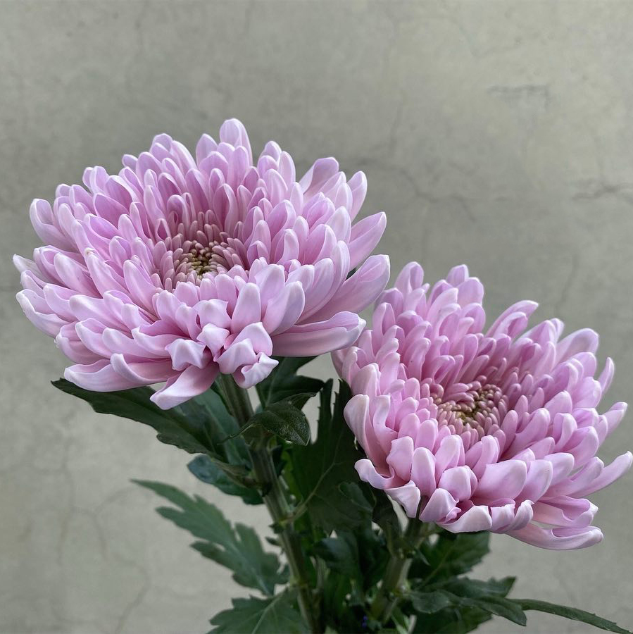 Dyed Pink Disbud Chrysanthemum