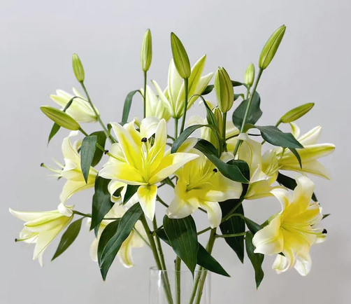 Yellow lily-Multi