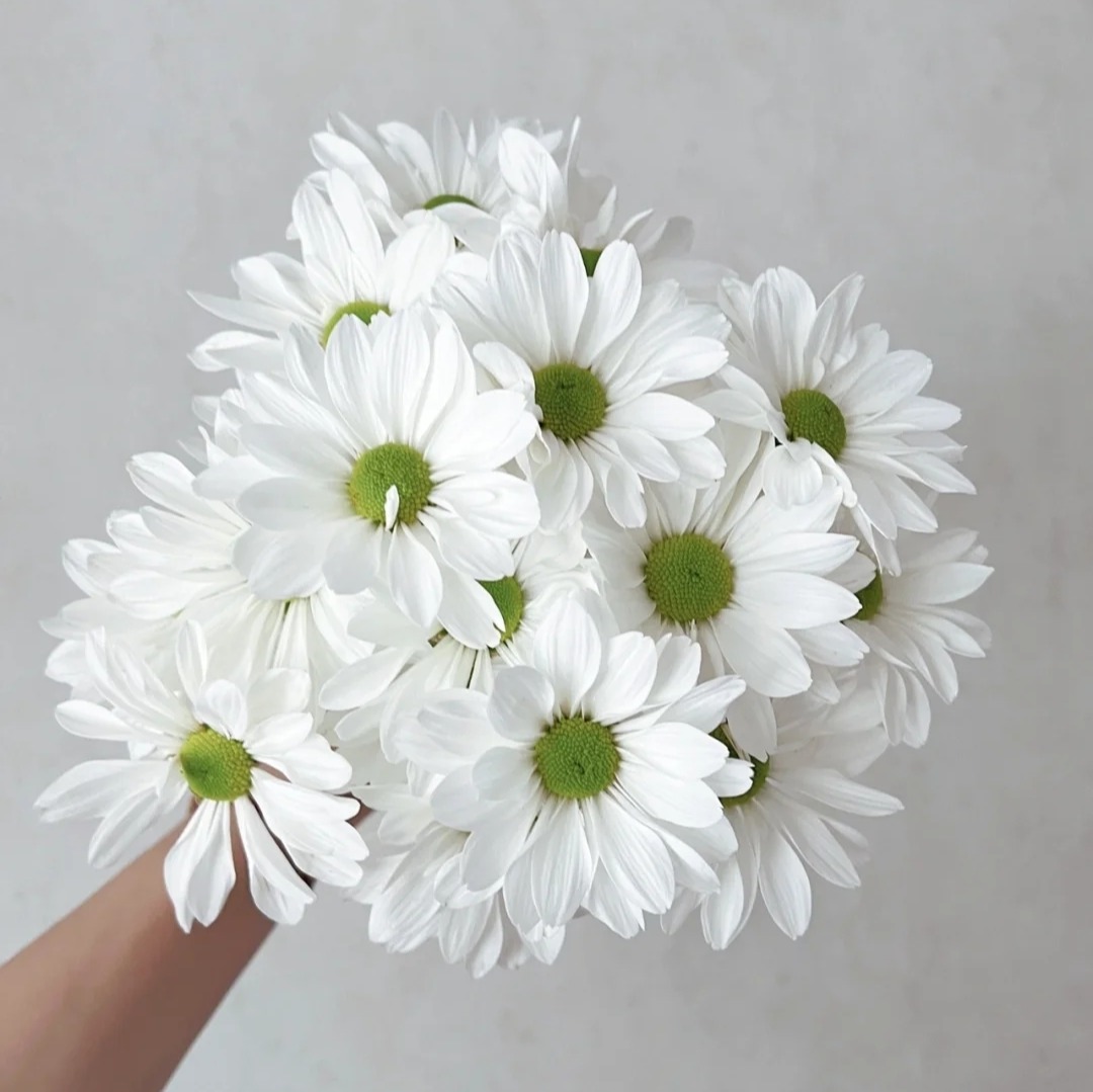 Salmon White Spray Chrysanthemum