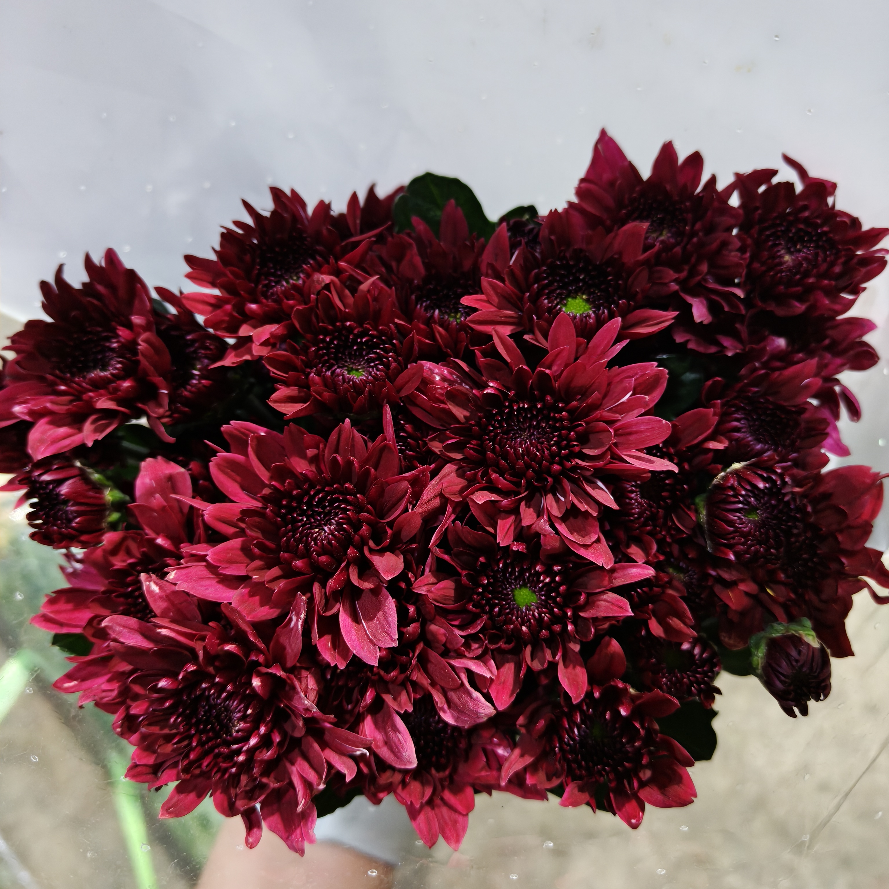 Red Dante Spray Chrysanthemum