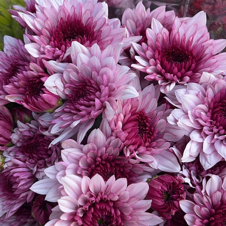 Pink Dante Spray Chrysanthemum