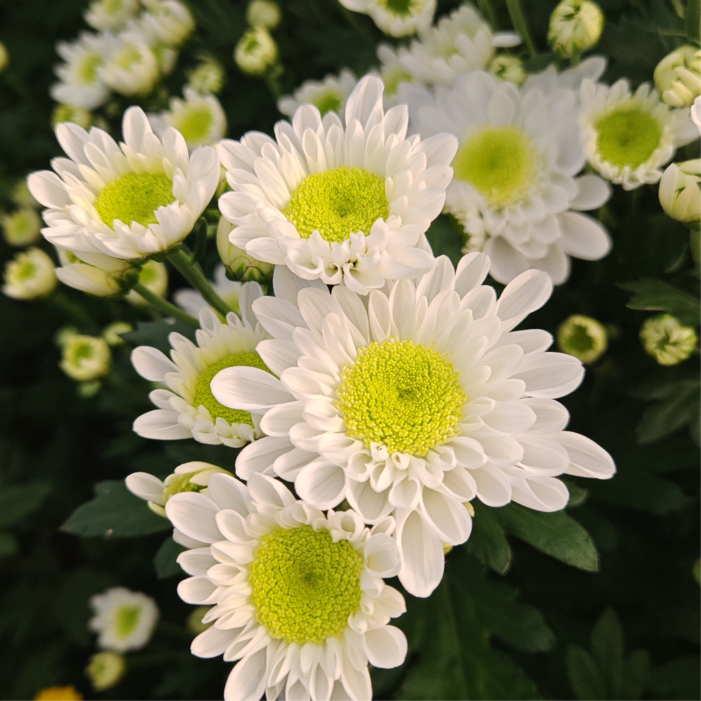Rui White Spray Chrysanthemum