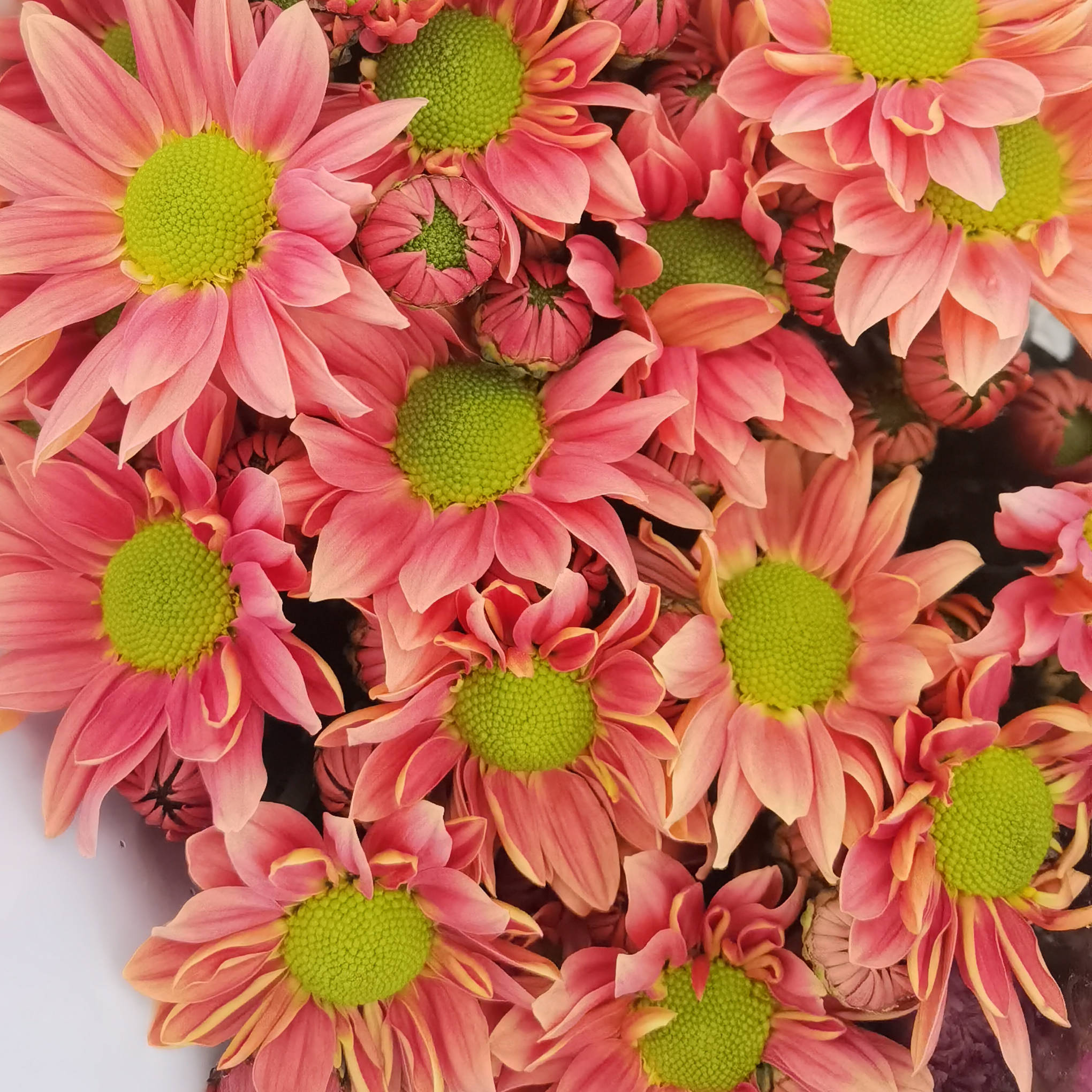 Salmon Red Spray Chrysanthemum