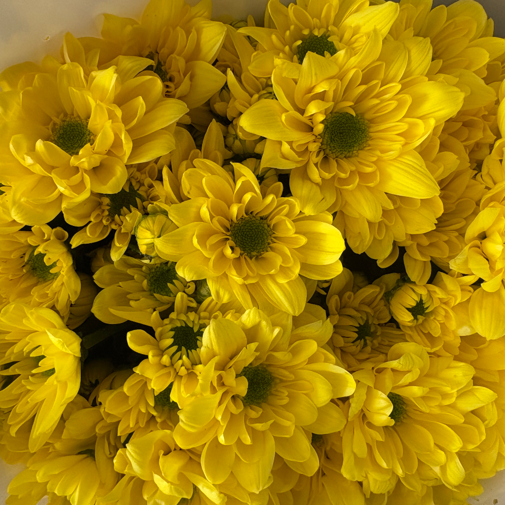 Rui Yellow Spray Chrysanthemum