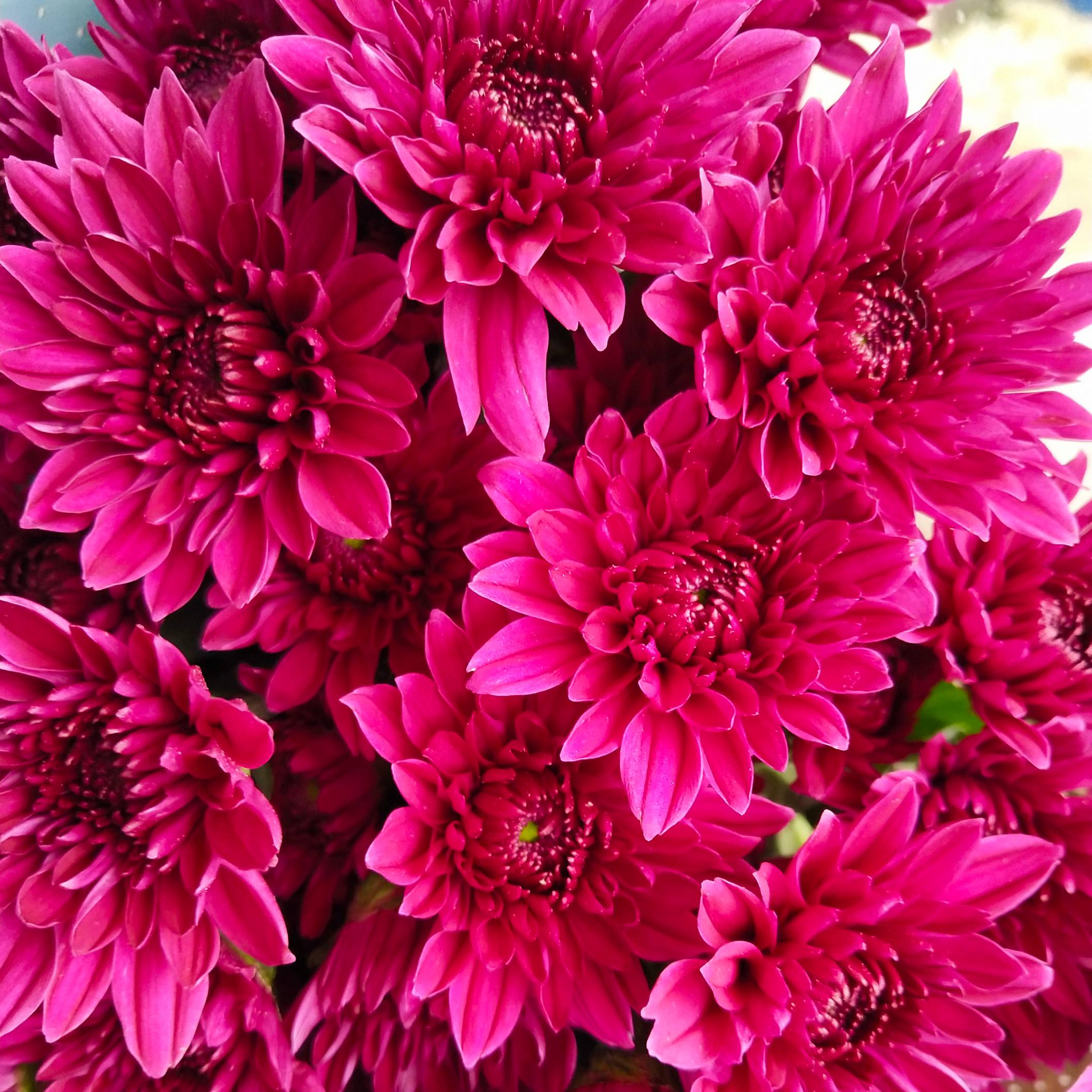 Purple Dante Spray Chrysanthemum