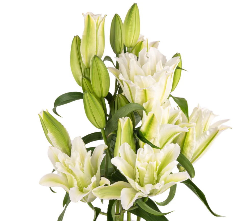White lily- Multi heads