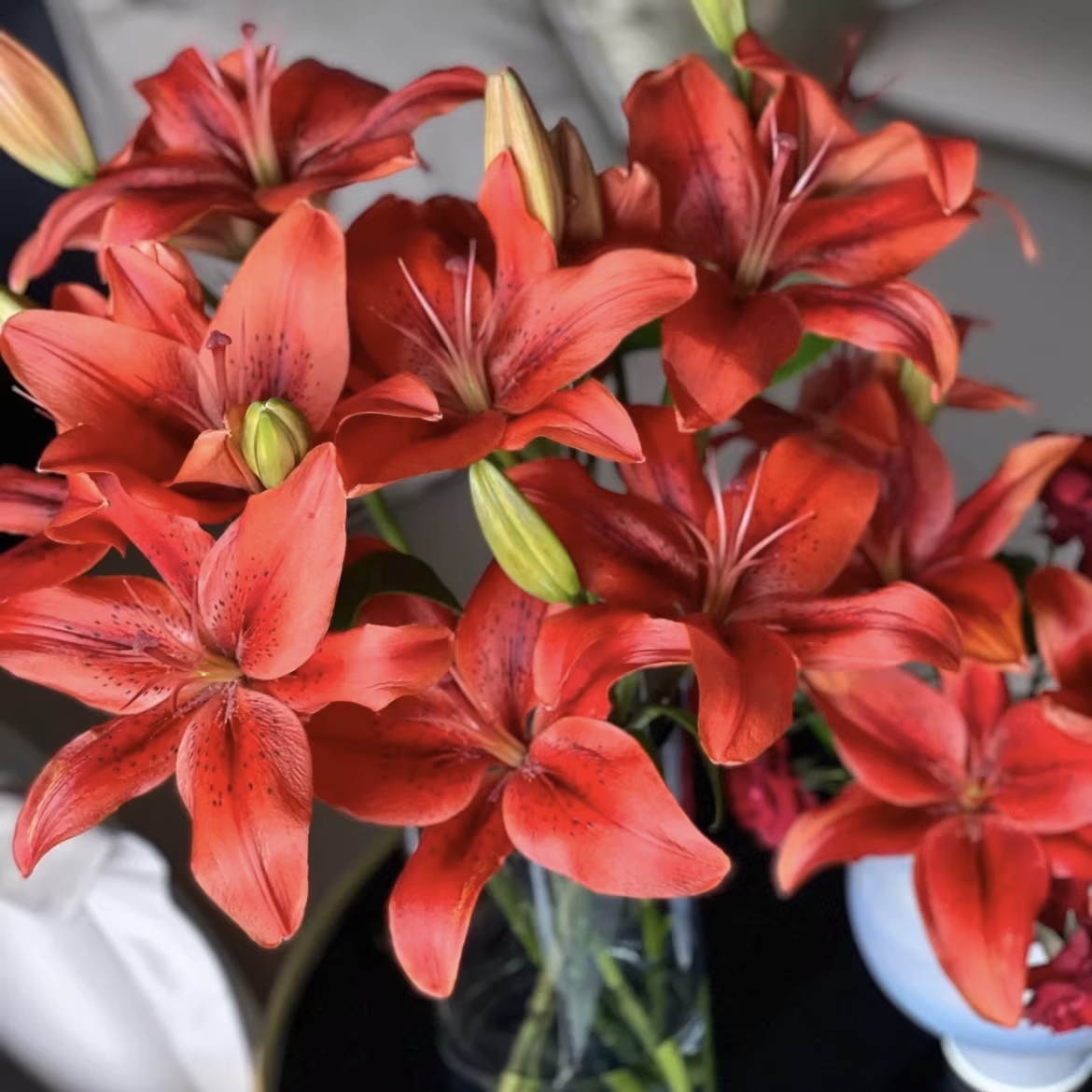 Red lily- Multiple heads