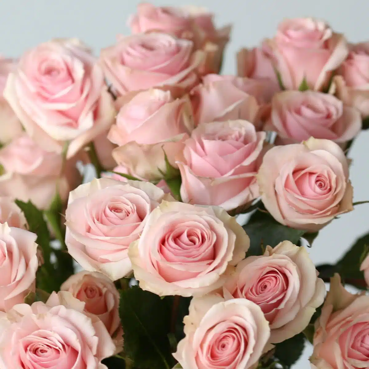 Pink eros