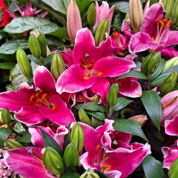 Pink lily-Multi heads