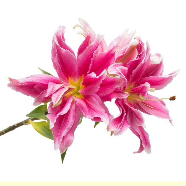 Pink lily-Ice Beauty
