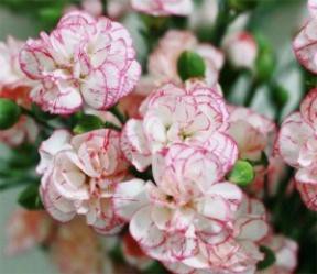 多头康-多瑙河 Multi-headed carnation-Danube