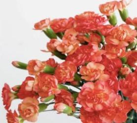 carnation-Peach red