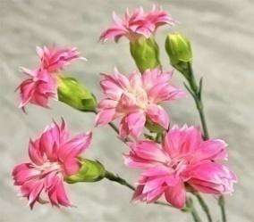 多头康-珍珠粉 Multi-headed carnation-Pearl powder