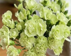 多头康-白太子 Multi-headed carnation-white Prince