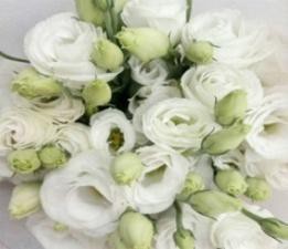 多头康-白 Multi-headed carnation-white