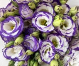 洋桔梗香槟 Eustoma grandiflorum- champagne