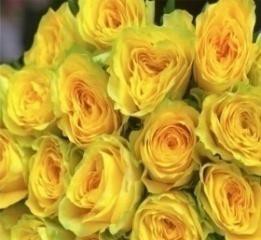 Yellow rose
