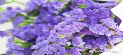 勿忘我紫