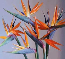 (进口）针垫-红