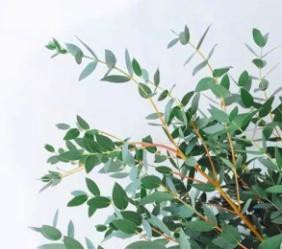 尤加利大叶多枝