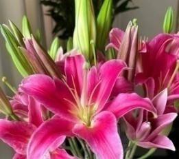 Pink lily-Multi heads