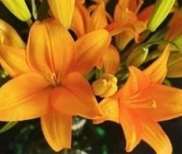 Red lily-Multi heads