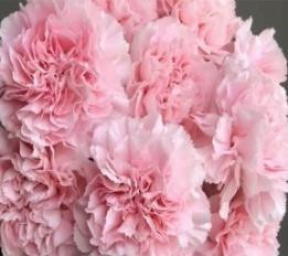 粉康 Carnation-pink