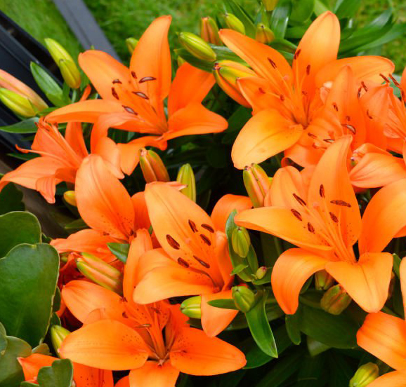 Orange lily-Multi