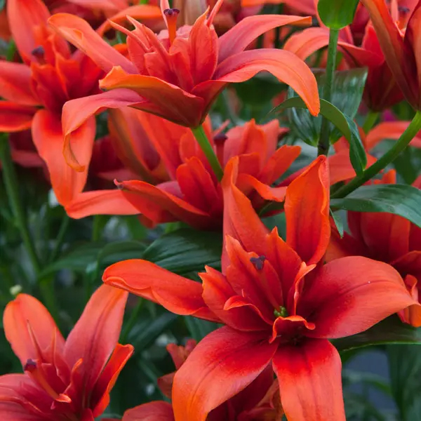 Red lily-Multi heads