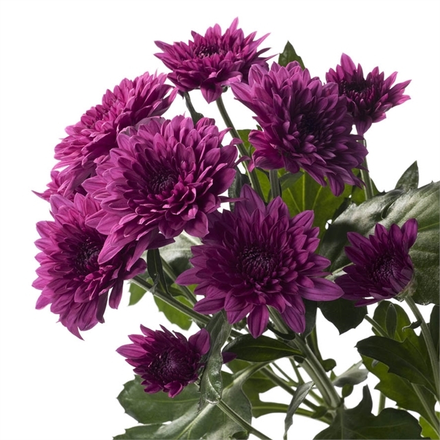 Salmon Purple Spray Chrysanthemum